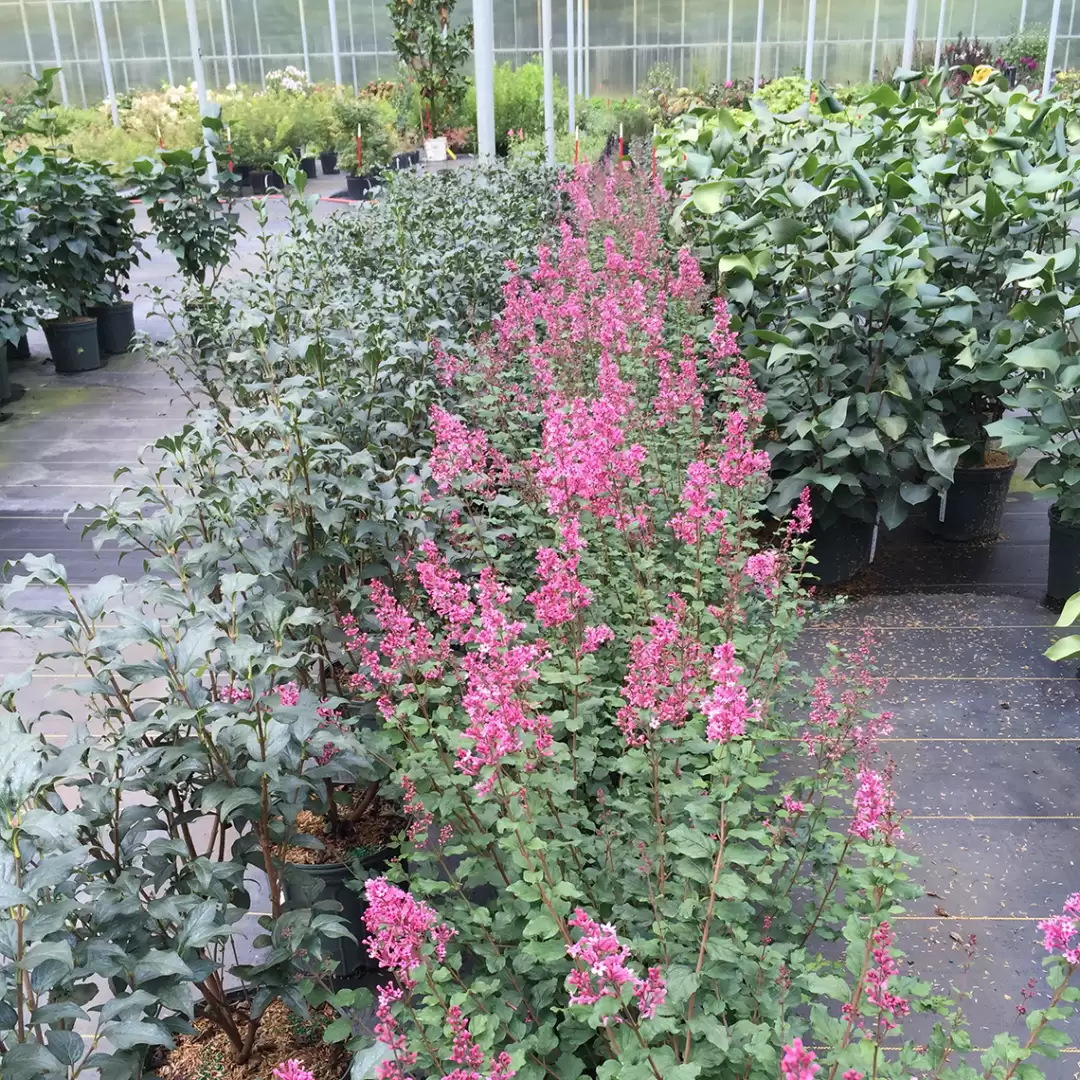 Bloomerang Dwarf Pink reblooming lilac in the nursery setting